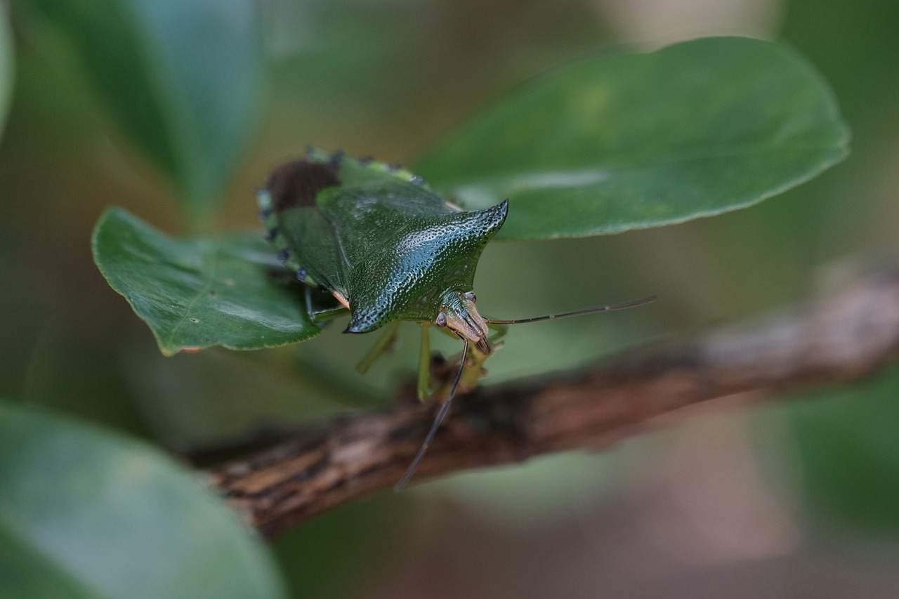 Alien Invasion: How Invasive Species Threaten Biodiversity